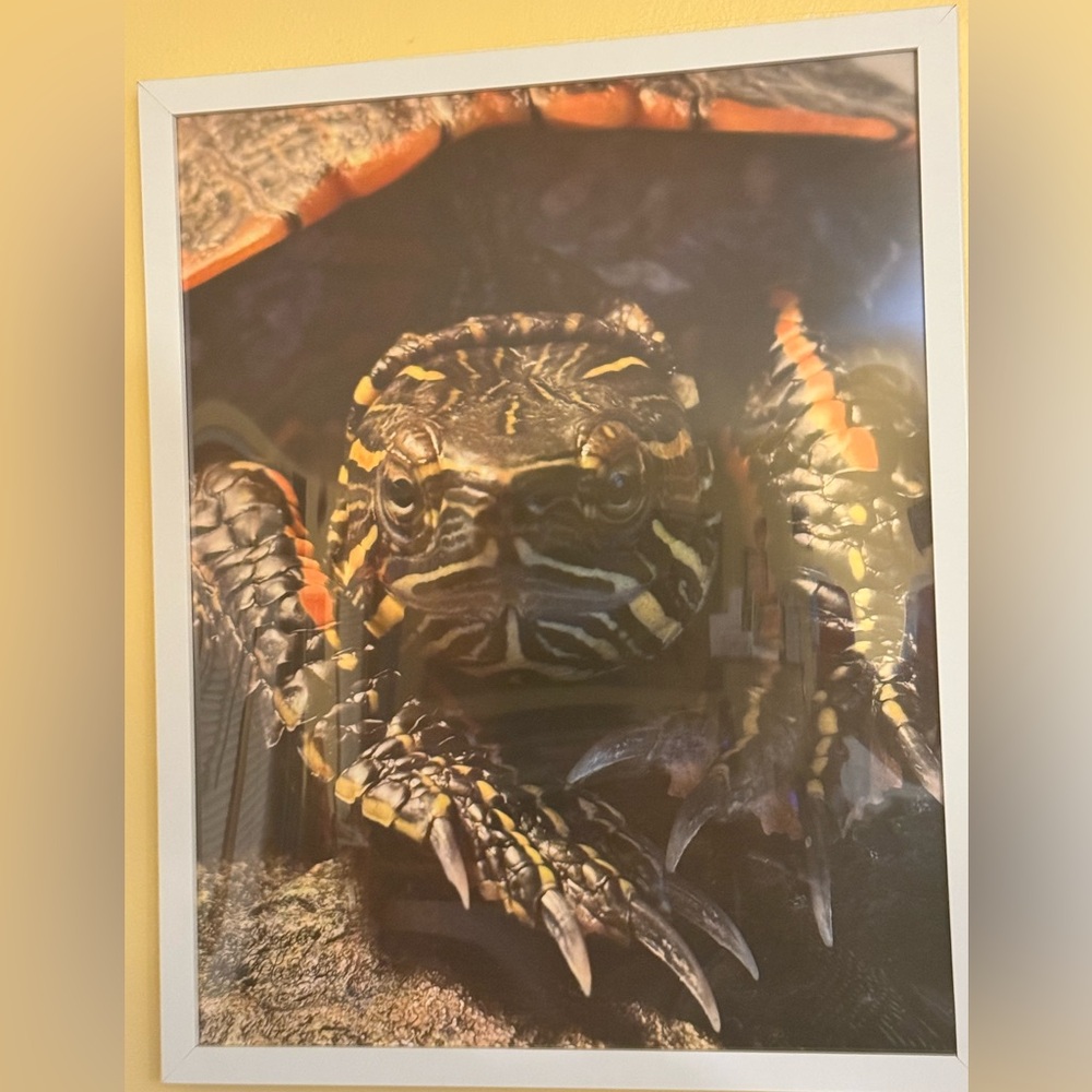 Reptile Wall Art Photo - “Show Stopper” taken by Dyan La Belle.